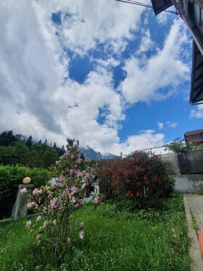 Vila Bradet Buşteni Εξωτερικό φωτογραφία